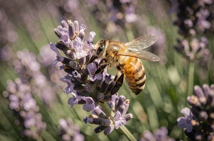 Gros plan d'une abeille butineuse couverte de pollen sur une fleur de lavande, symbole du rôle des abeilles dans la pollinisation et la biodiversité