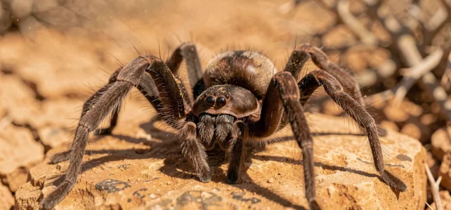 L’araignée couteau de Djibouti : mystères, dangers et particularités fascinantes L’araignée couteau de Djibouti : mystères, dangers et particularités fascinantes